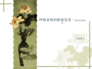 呼吸系统的胚胎发育肺的发育和成熟