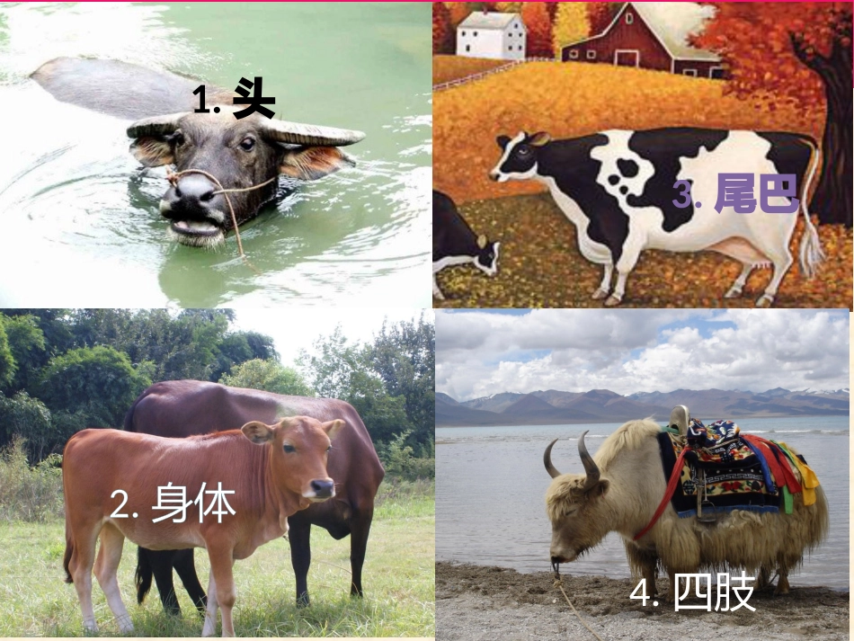 花格子小牛课件_第3页