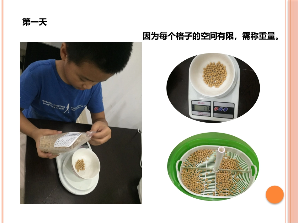 黄豆芽观察日记_第2页