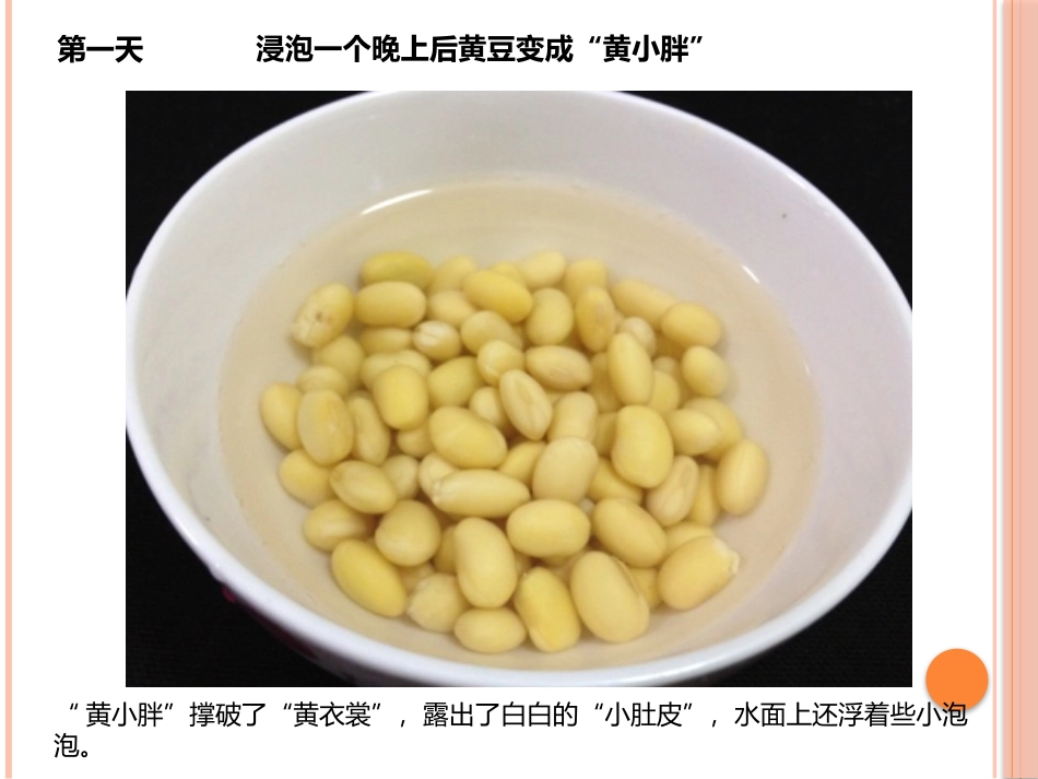 黄豆芽观察日记_第3页