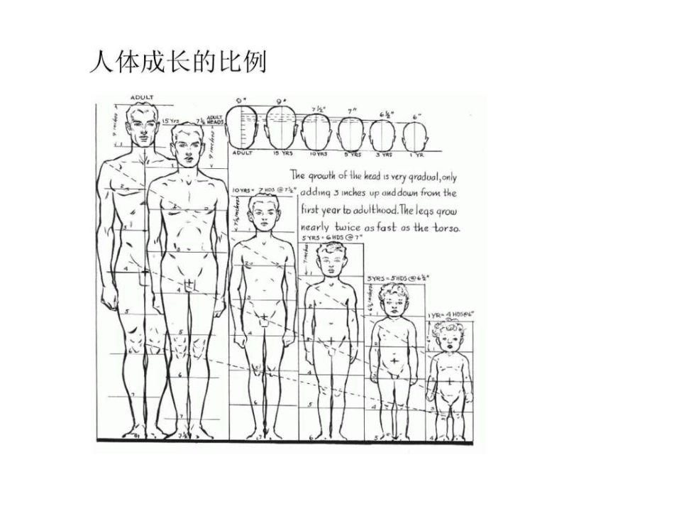 绘画资料人体结构_第2页