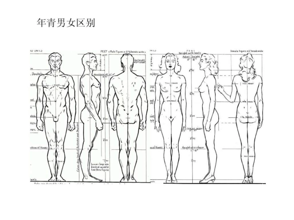 绘画资料人体结构_第3页