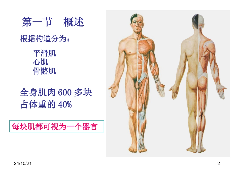 肌学概述头颈肌_第2页