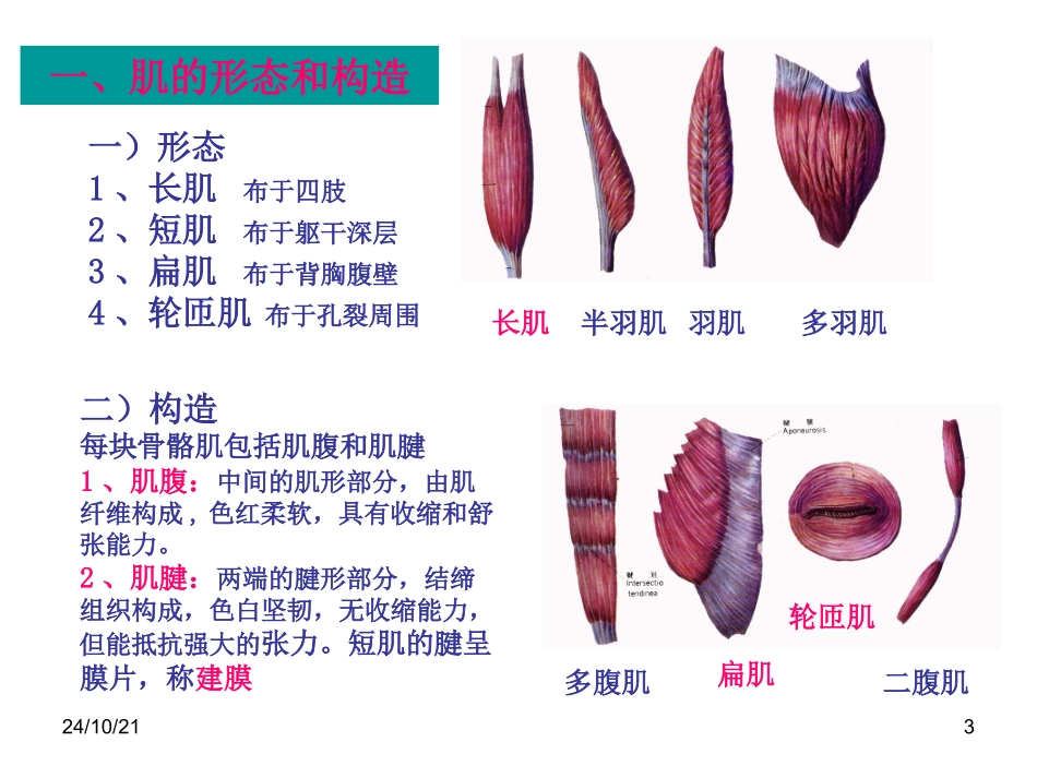肌学概述头颈肌_第3页