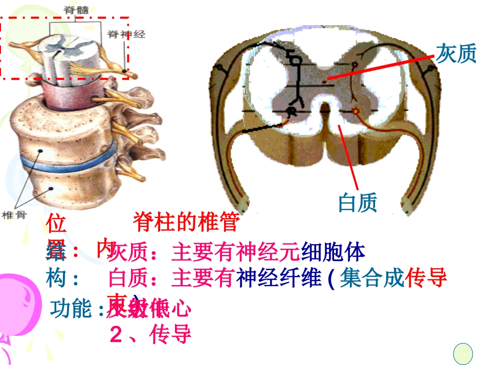 脊髓的调节功能_第3页