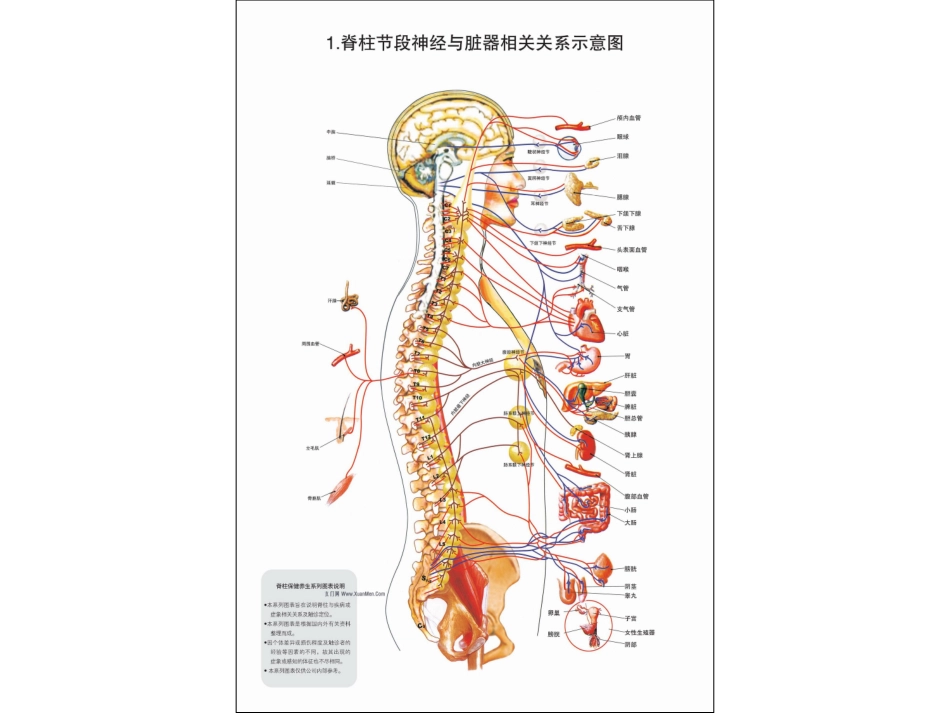 脊柱图解整脊疗法高清_第2页