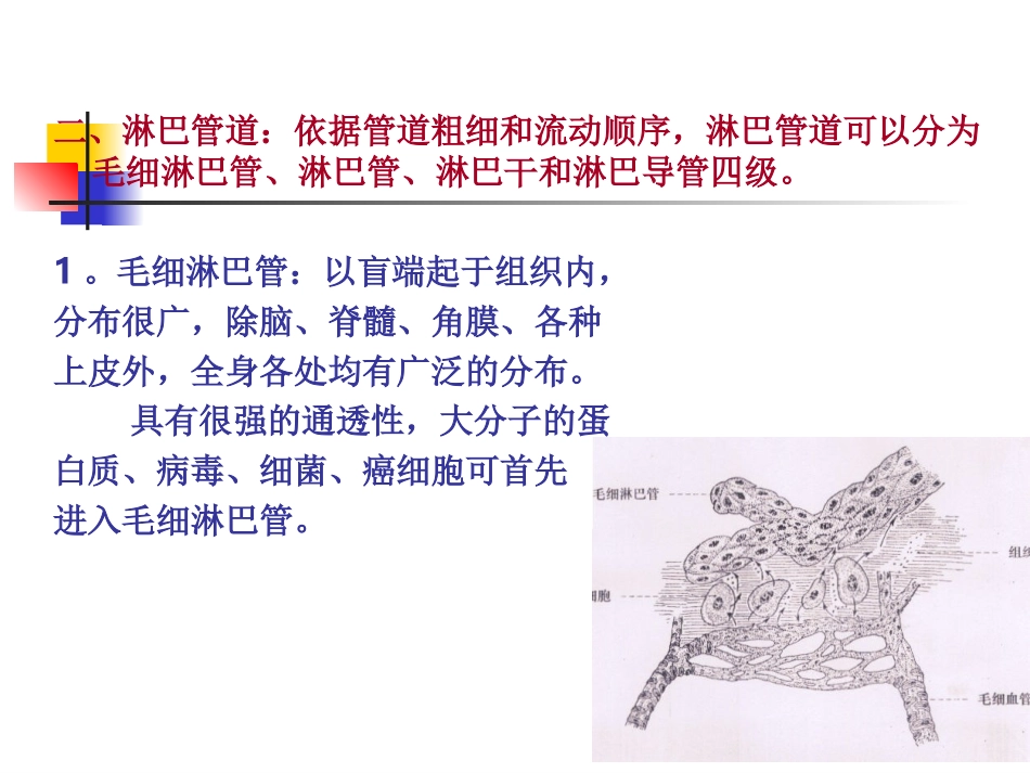 家畜解剖生理第九章淋巴系统_第3页