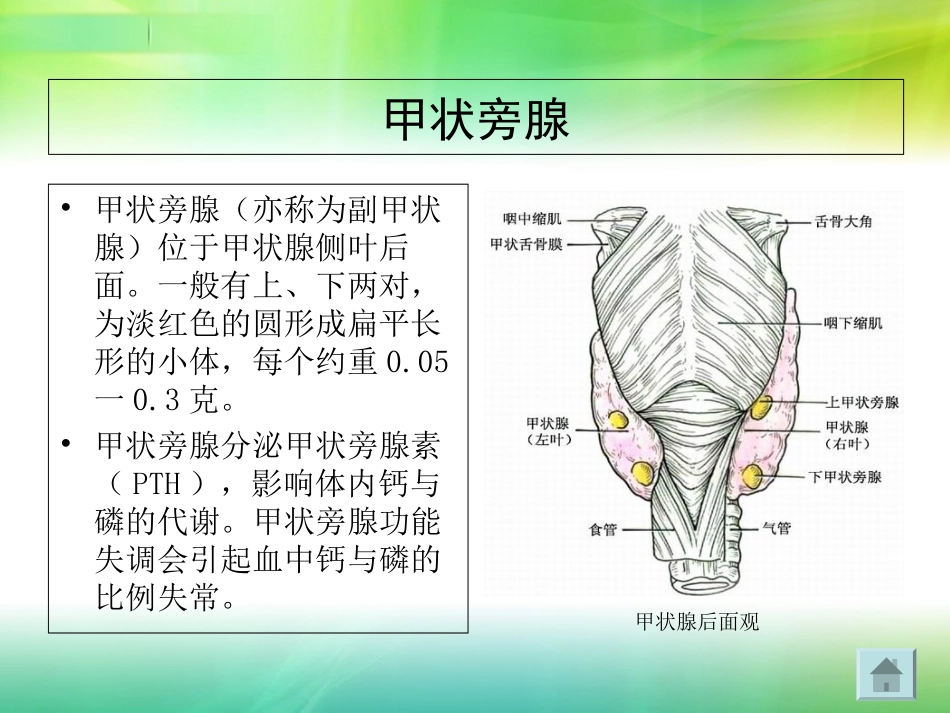 甲状旁腺激素的调节培训课件_第3页