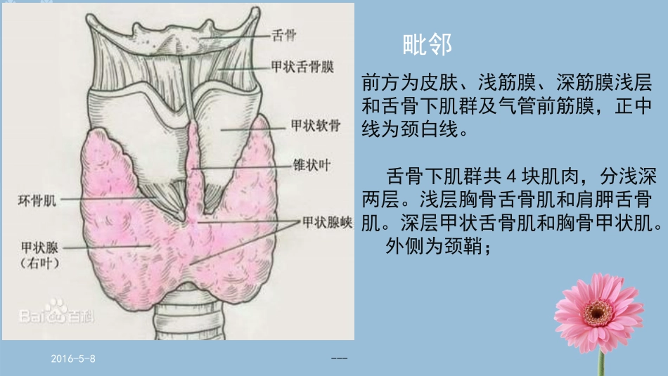 甲状腺的解剖结构_第3页