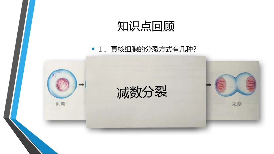 减数分裂概念_第3页