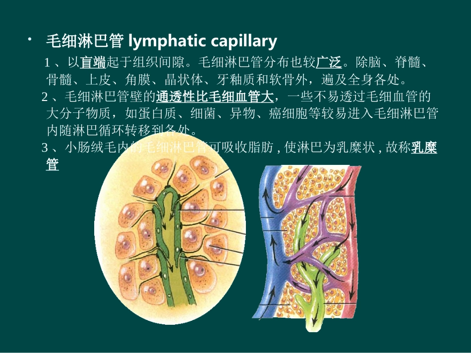 解剖淋巴循环摘要_第3页
