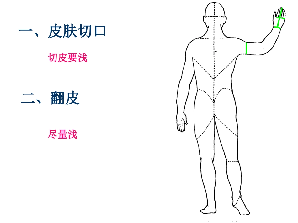 解剖学臂后区前臂后区腕后区及手背_第2页