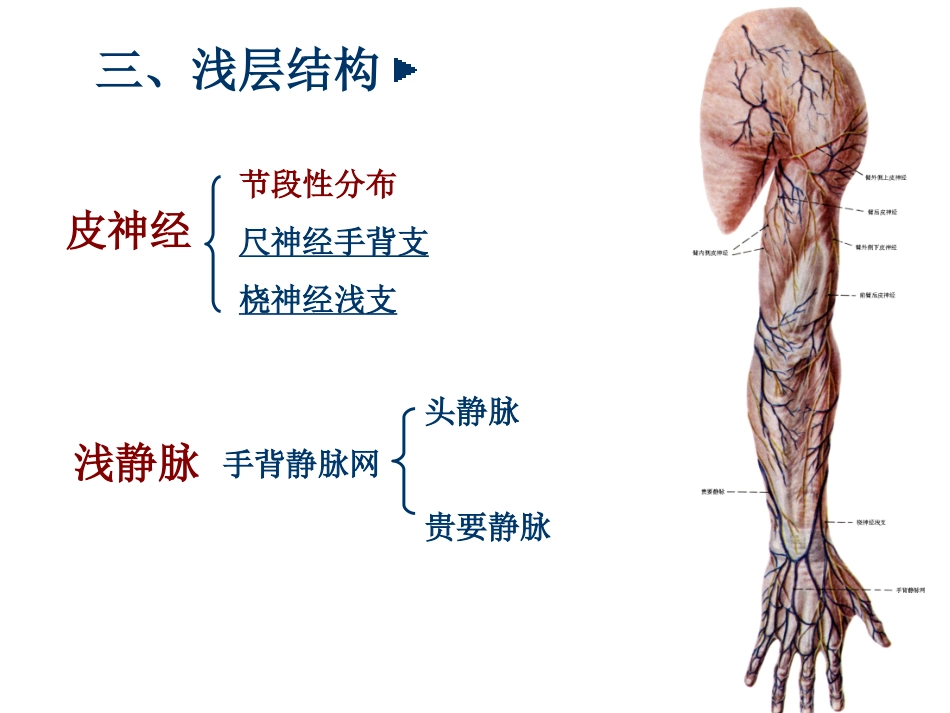 解剖学臂后区前臂后区腕后区及手背_第3页