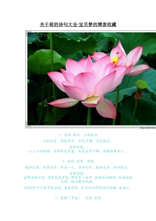 关于荷的诗句大全