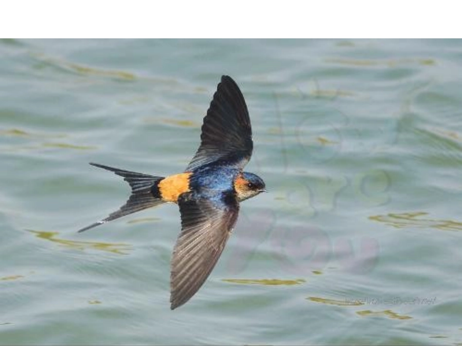 九巧板百鸟蛋课件_第2页