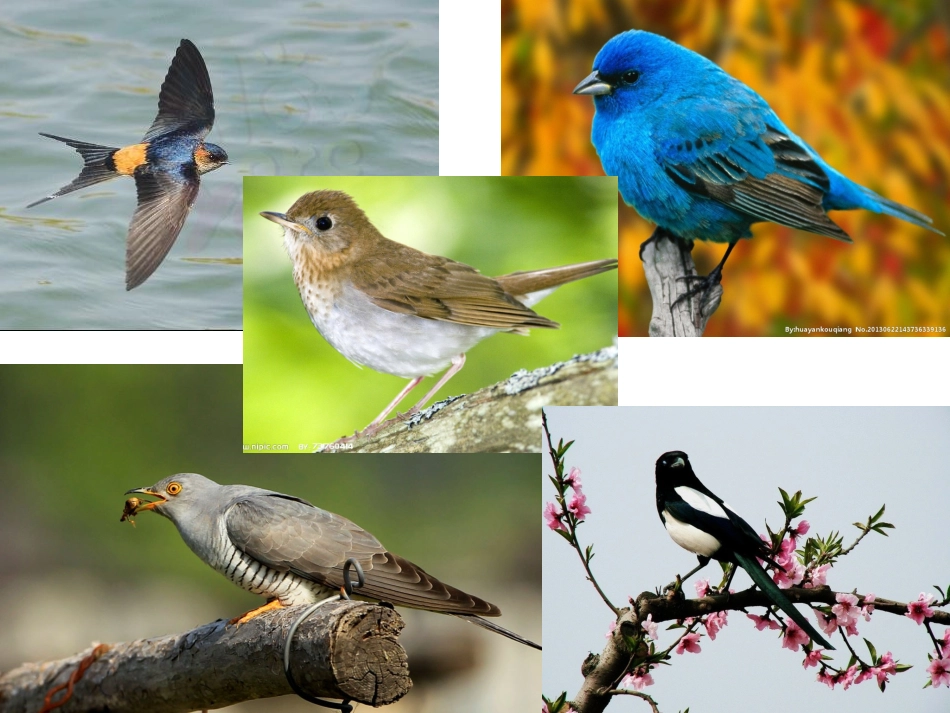 九巧板百鸟蛋课件_第3页