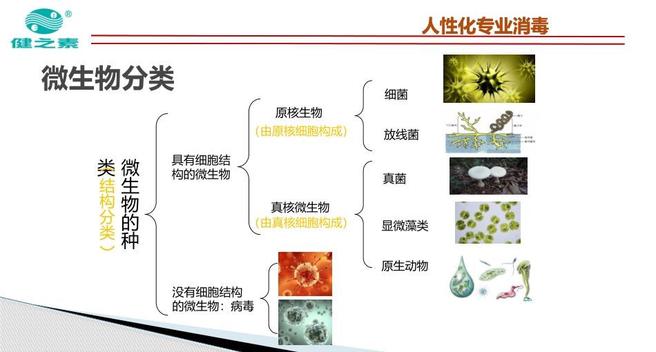 居家微生物简介_第3页