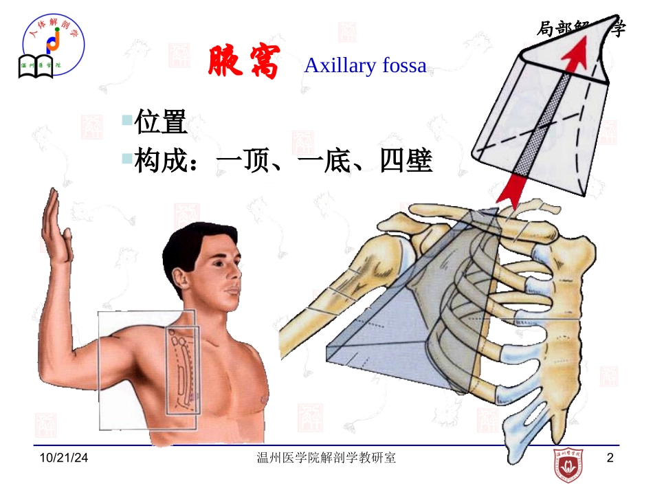 局部解剖学腋窝课件_第2页