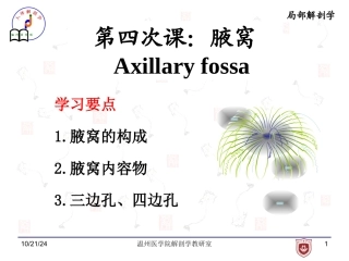 局部解剖学腋窝课件