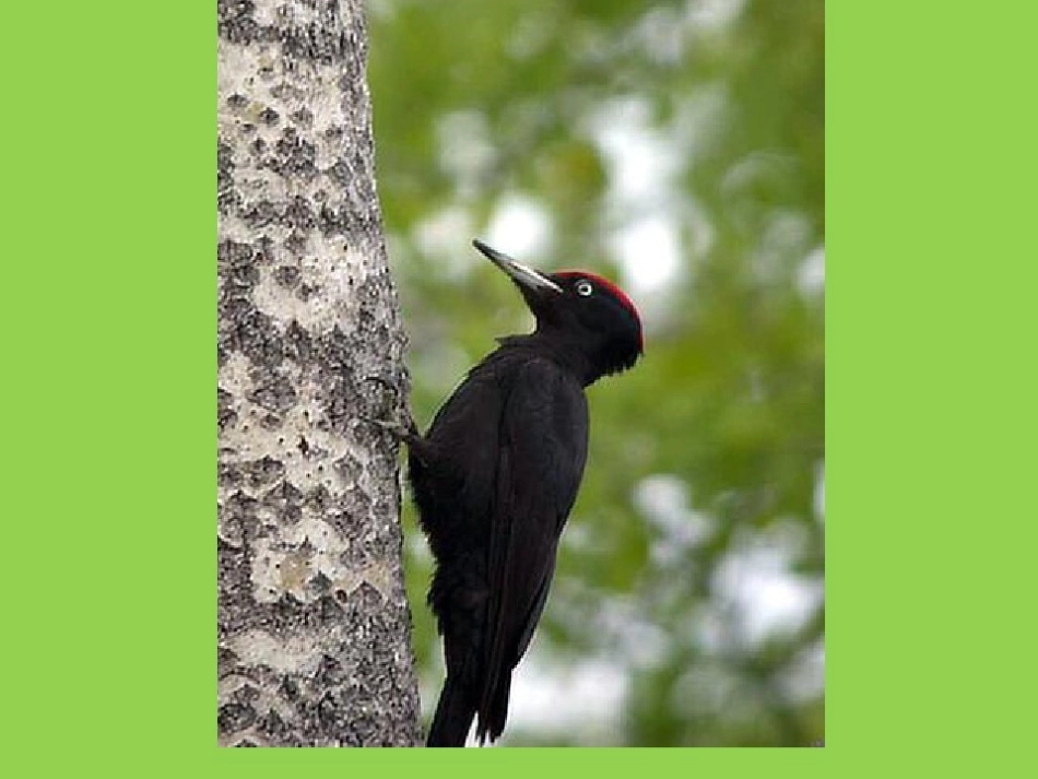 举世无双的建筑师_第3页