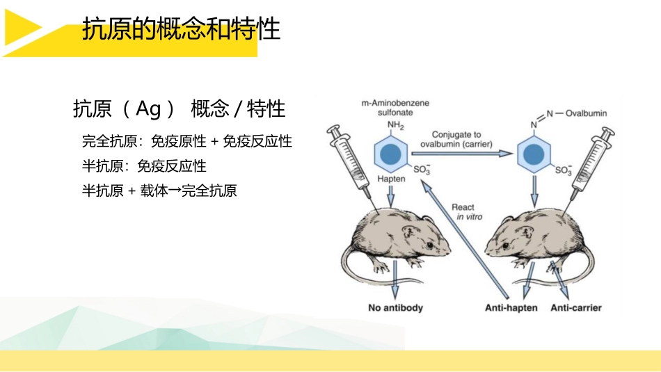 抗原的概念和特性_第3页