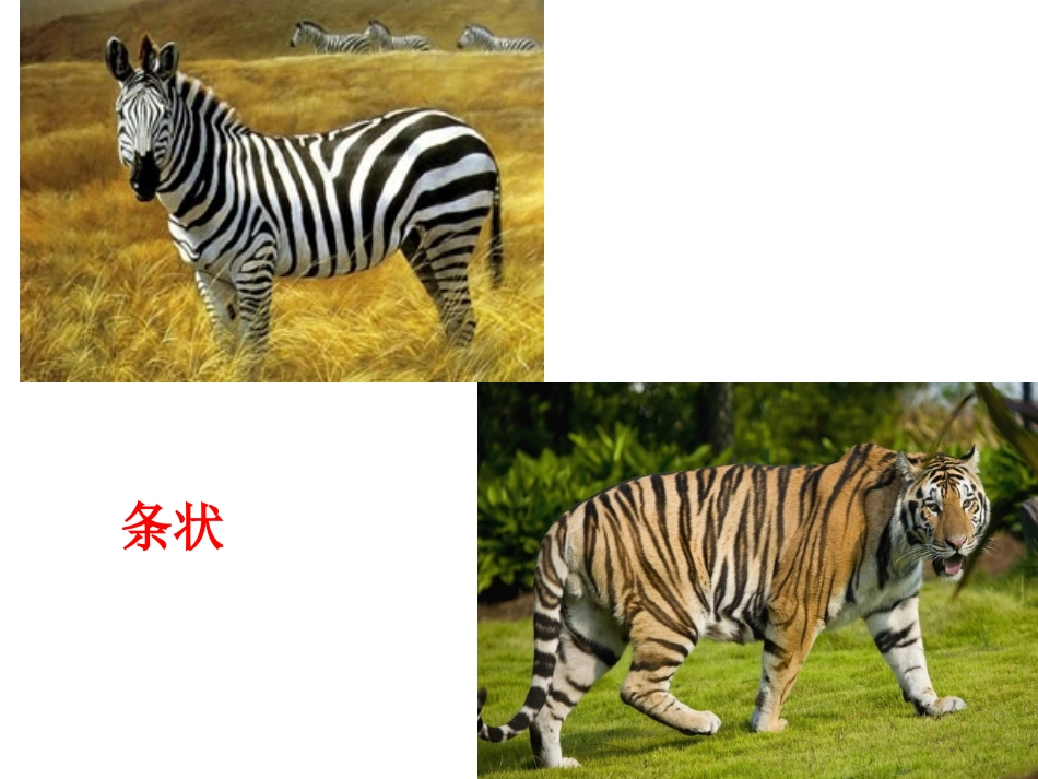 课件动物花花衣_第3页