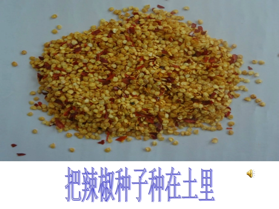 辣椒的生长过程_第3页