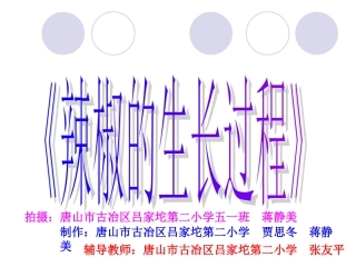 辣椒的生长过程