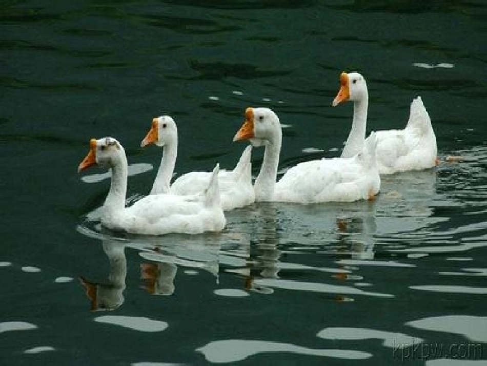 老爷爷赶鹅课件_第1页