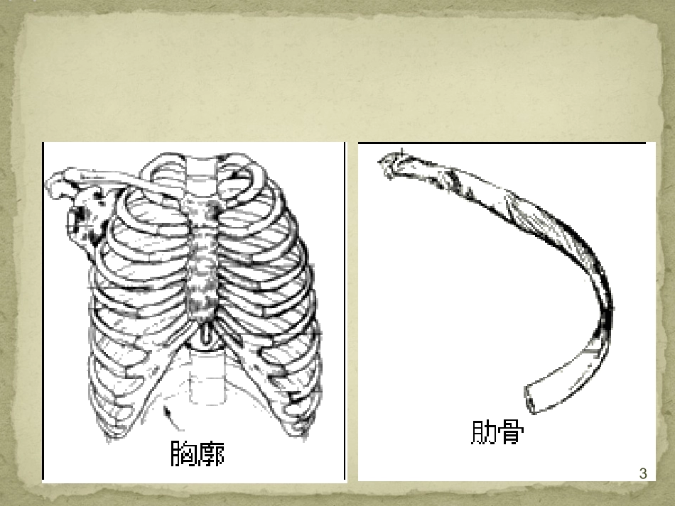 肋骨骨折健康宣教课件_第3页