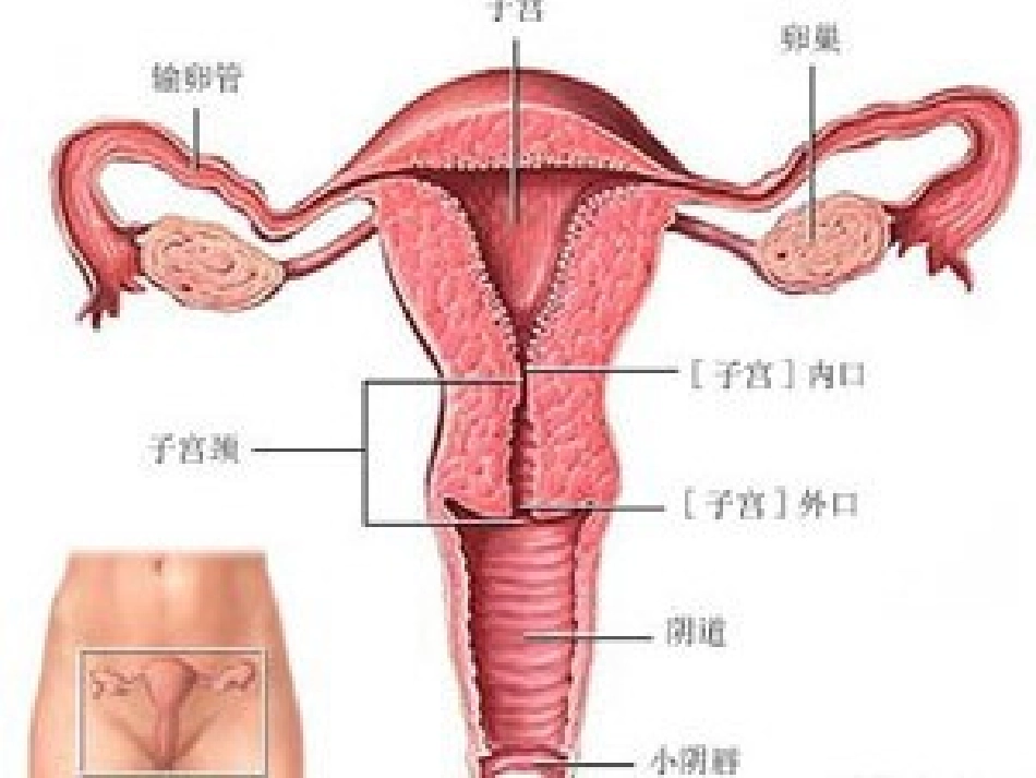 卵巢保养课件课件_第3页
