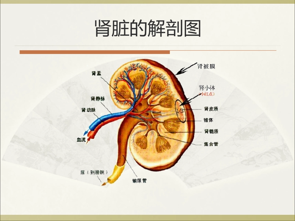慢性肾病课件_第3页