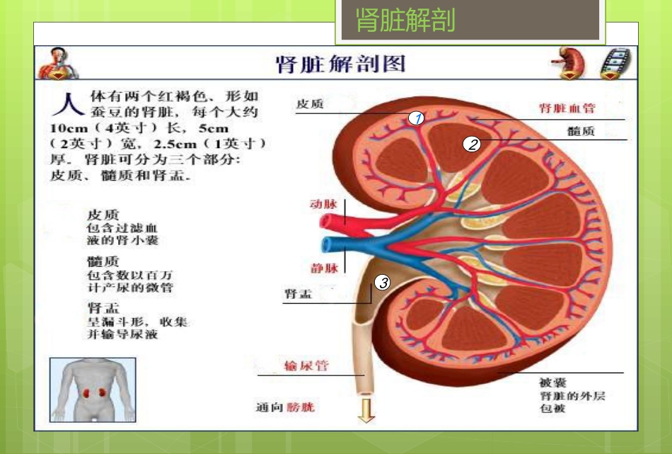 慢性肾衰护理查房_第3页