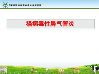 猫病毒性鼻气管炎