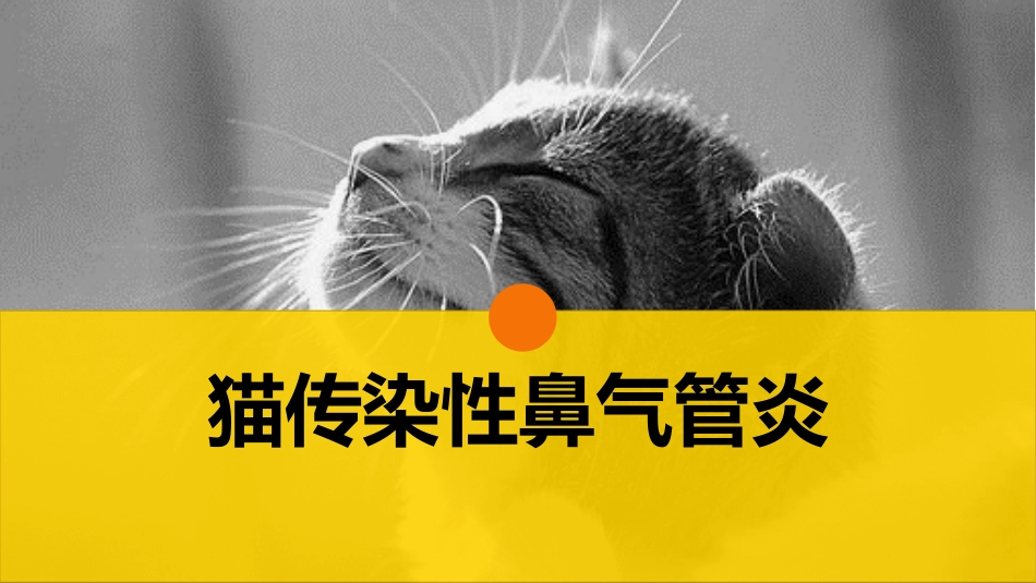 猫的病毒性传染病猫传染性鼻气管炎宠物医生课件_第1页