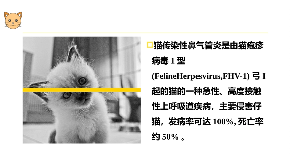 猫的病毒性传染病猫传染性鼻气管炎宠物医生课件_第3页