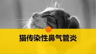 猫的病毒性传染病猫传染性鼻气管炎宠物医生课件