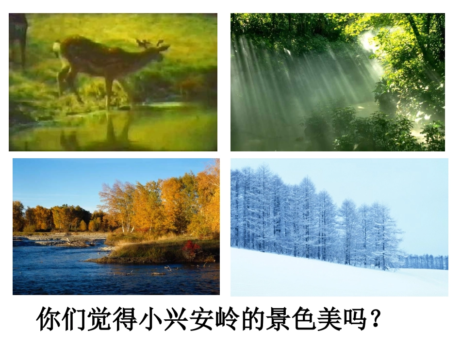 美丽的小兴安岭课件_第2页
