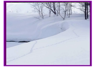 美丽的小兴安岭课件