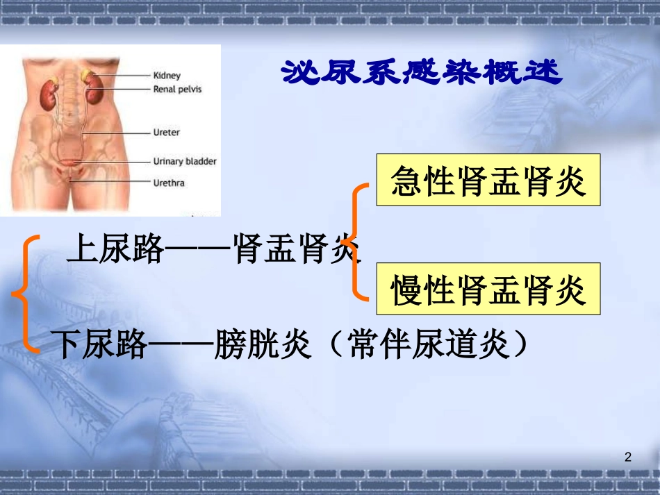 泌尿系感染概述_第2页