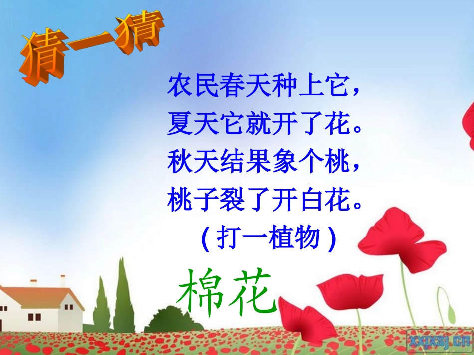 棉花姑娘课件_第1页