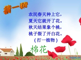 棉花姑娘课件