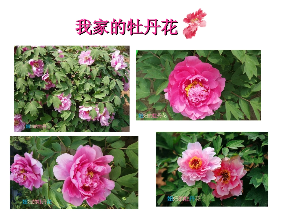 牡丹花的生长过程_第3页