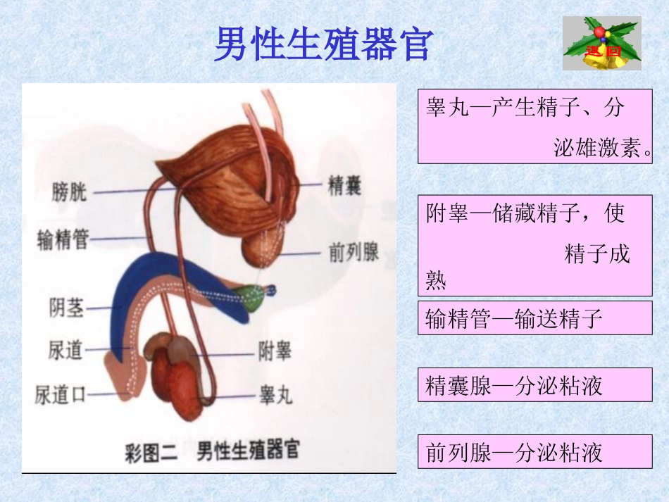 男性生殖系统_第2页