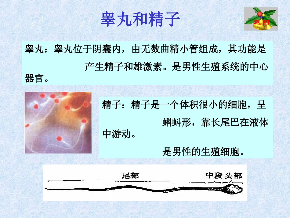 男性生殖系统_第3页