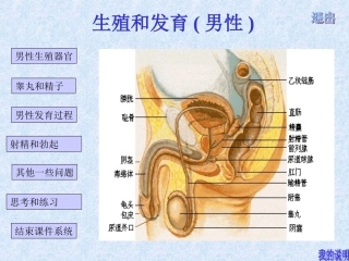 男性生殖系统