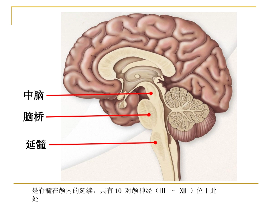脑干损伤的临床表现讲义_第2页