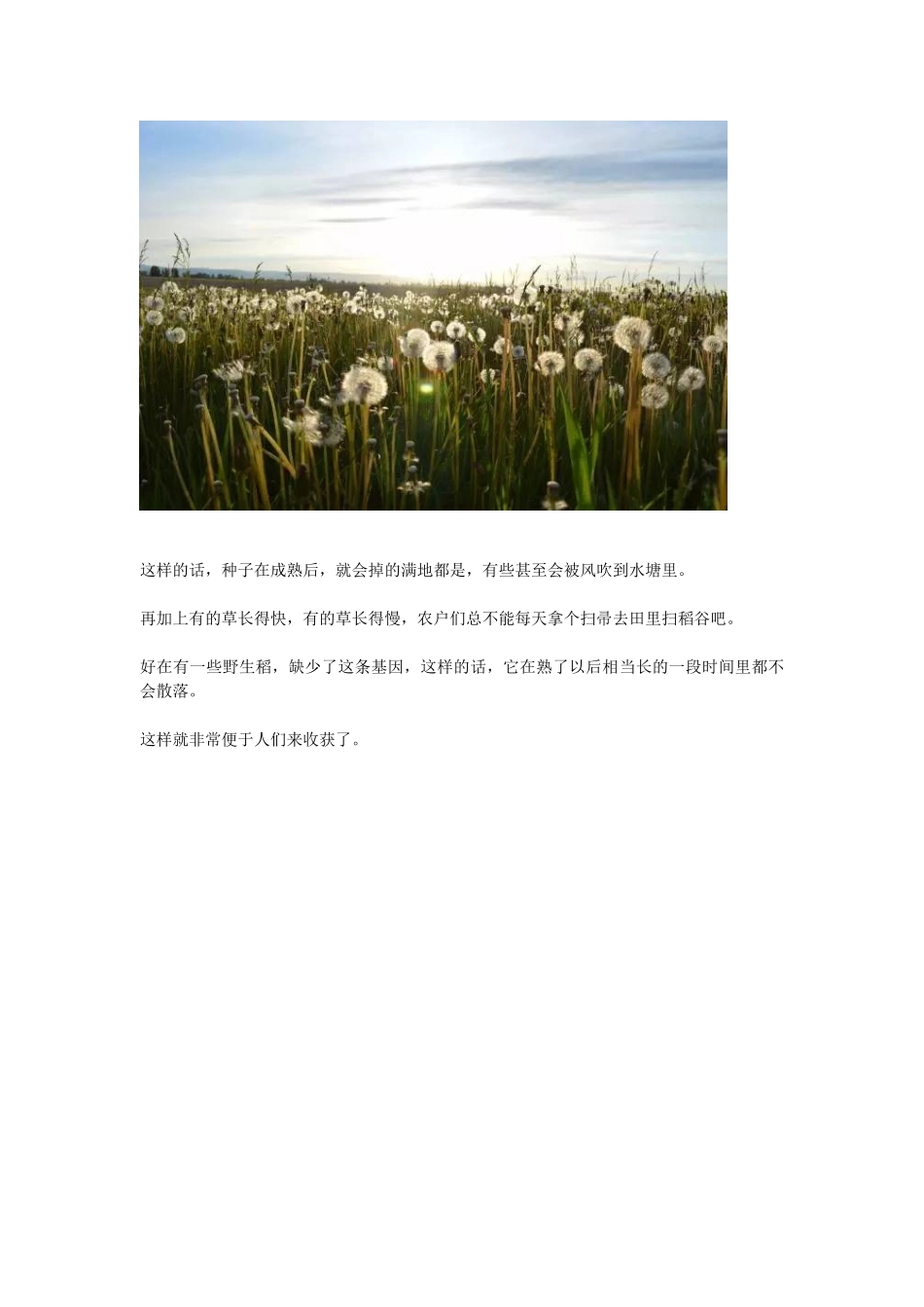 关于大米-你应该知道的一切_第3页