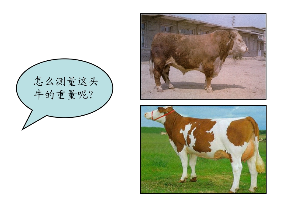 牛的体尺测量分析_第2页