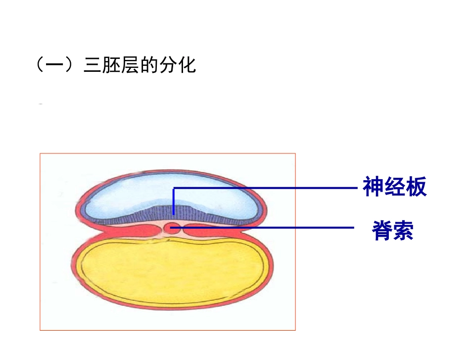胚胎学三胚层分化和胚体形成_第2页